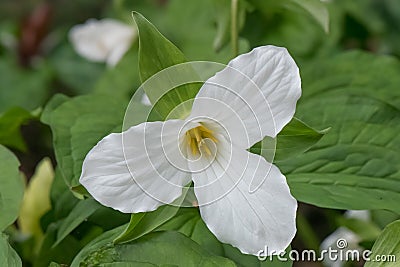 White Trillium grandiflorum, bright white flower Stock Photo